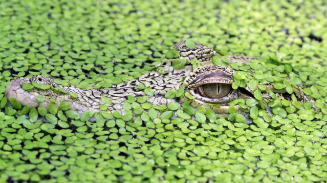Alligator Alcatraz: The Bizarre Intersection of Environmentalism and Border Policy