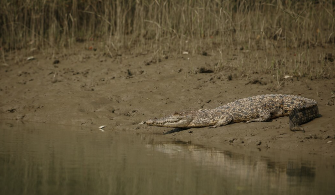 The End of an Ecosystem? How "Alligator Alcatraz" Impacted Florida’s Natural Balance