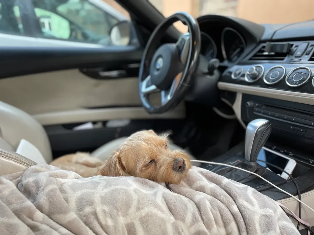We Tested Dog Car Seat Covers So Your Upholstery Doesn’t Have To dog car seat covers