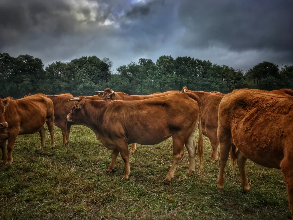 Masashi Nakamura Revives a Wagyu Farm in Kagoshima After Quitting Tech Wagyu farm in Kagoshima