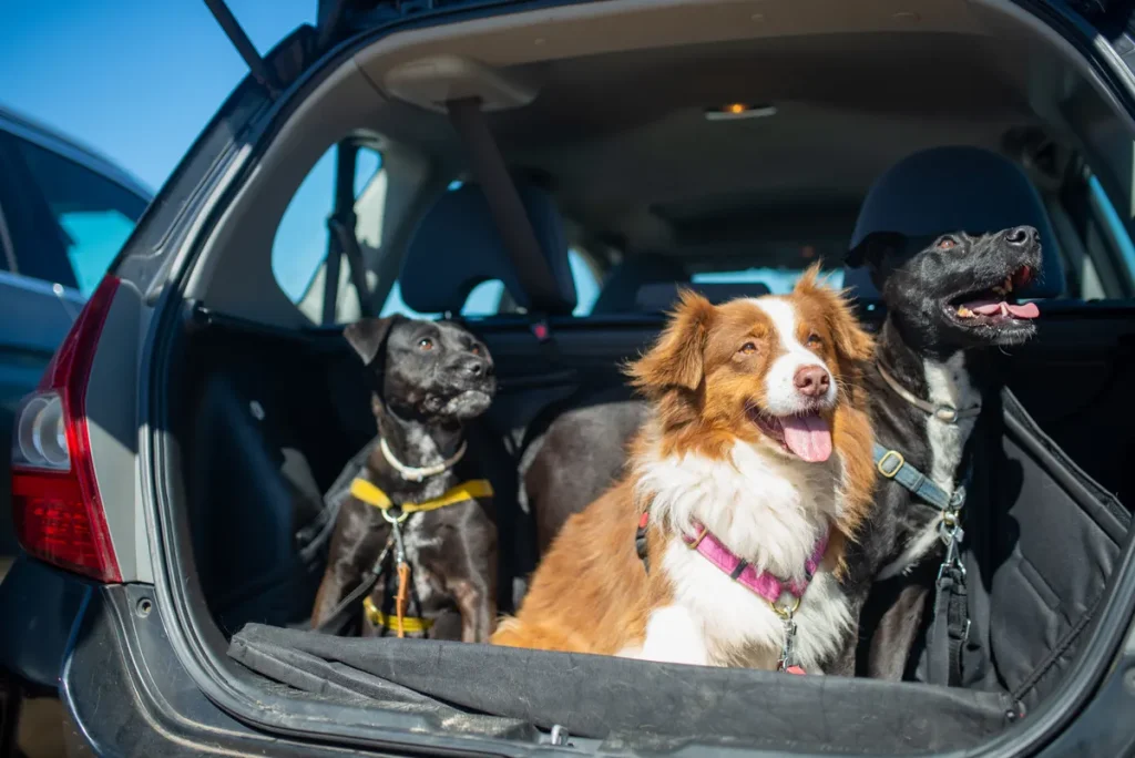 What the CPS Crash Tests Reveal About Dog Car Seat Safety dog car seat safety