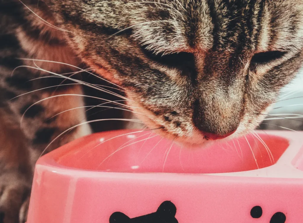Choosing vet-recommended cat food: what the labels really mean vet-recommended cat food