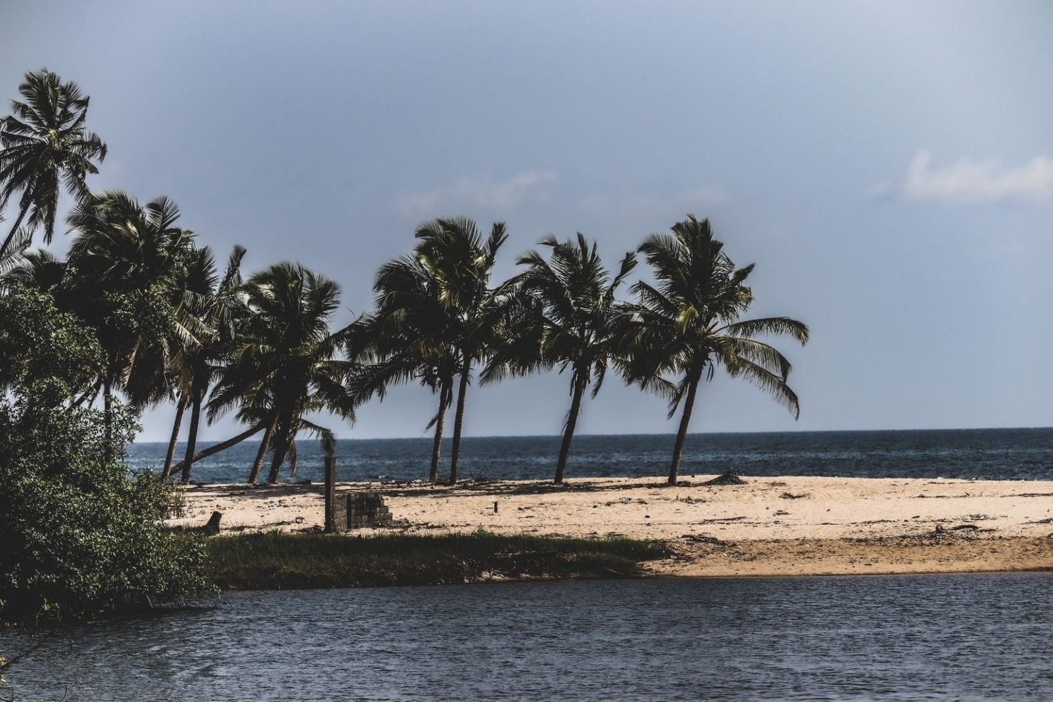Palm trees along a sandy beach on a tropical coastline